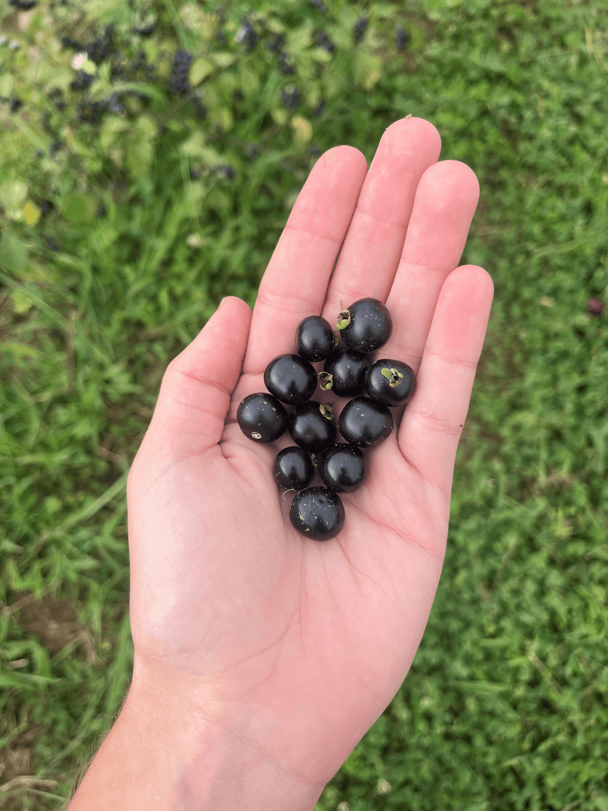 Fresh garden huckleberry vegetable from Hudson Valley Seed Co., showing ripe berries and lush green leaves.