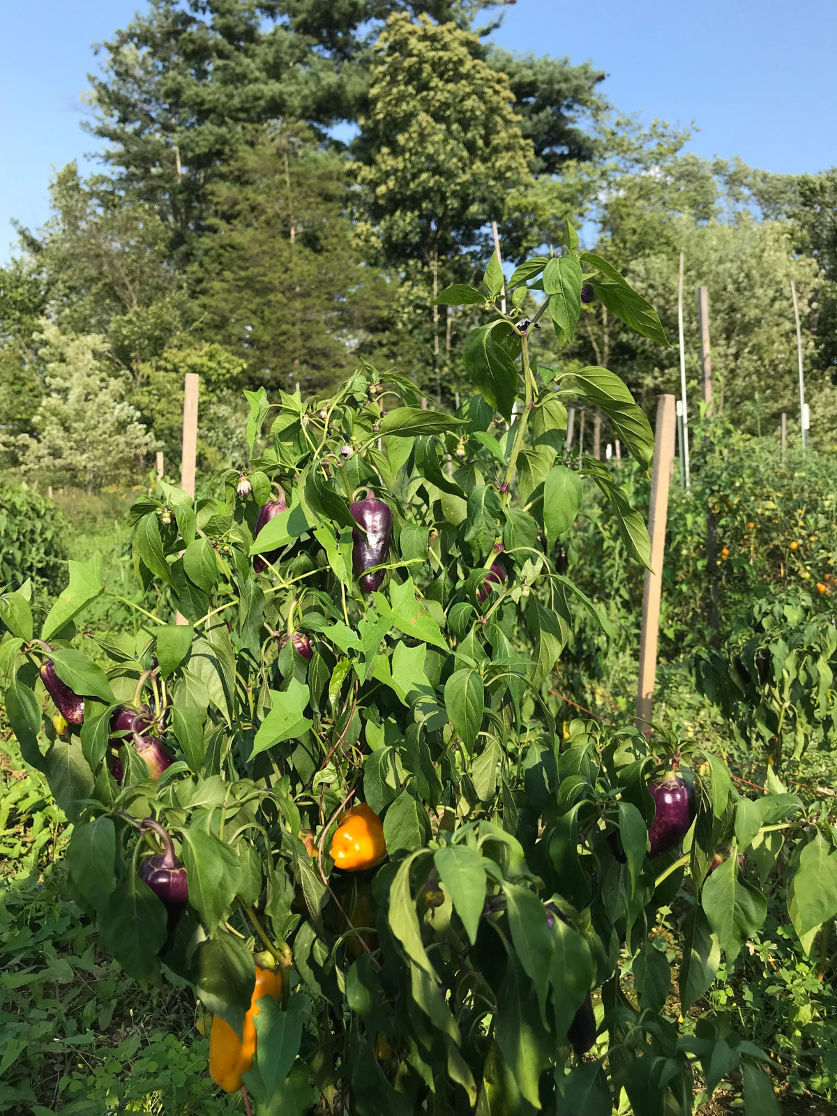 Golden honey peppers from Hudson Valley Seed Co., fresh vegetables with vibrant yellow-orange color and glossy skin.