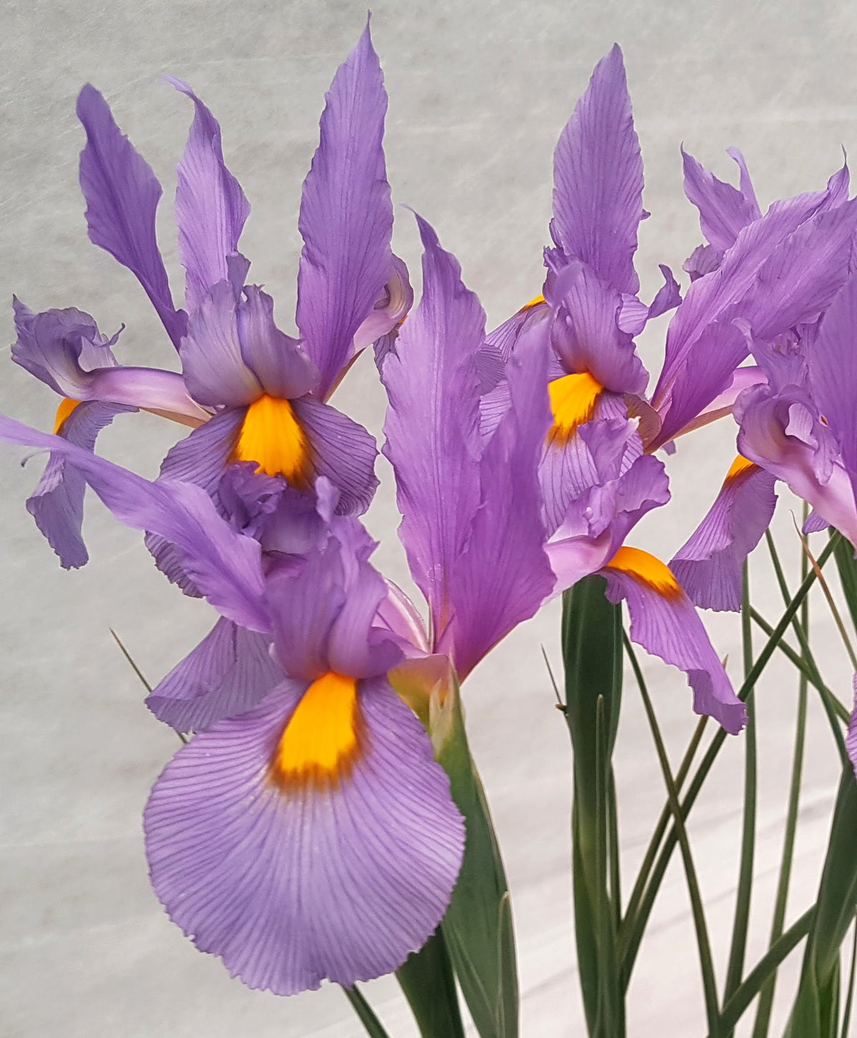 Pink Dutch Iris &