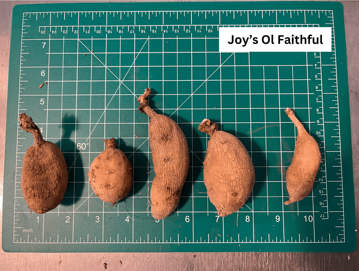 Joy&