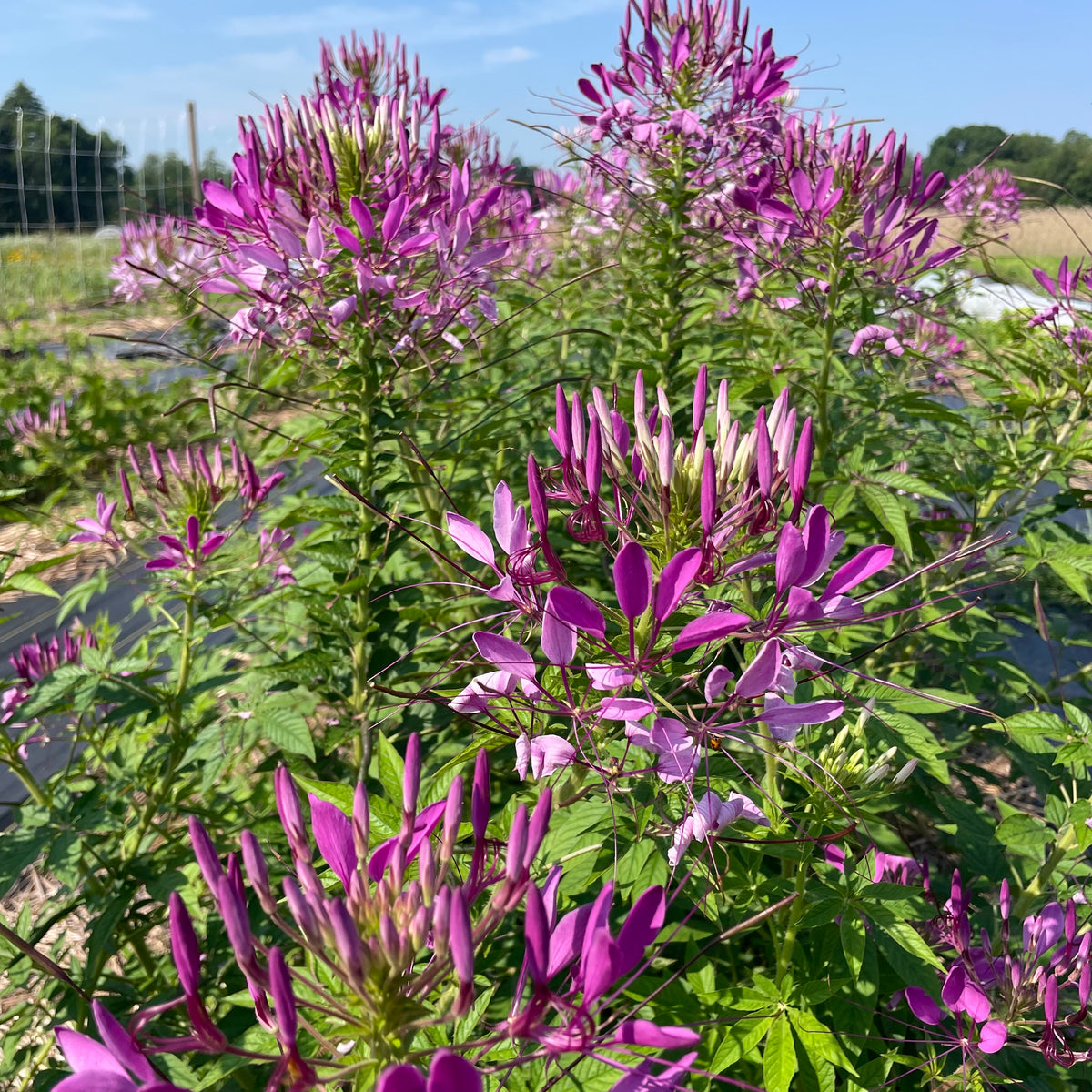 Mauve Queen Cleome flower from Hudson Valley Seed Co., showcasing tall, vibrant mauve petals and elongated green stems.