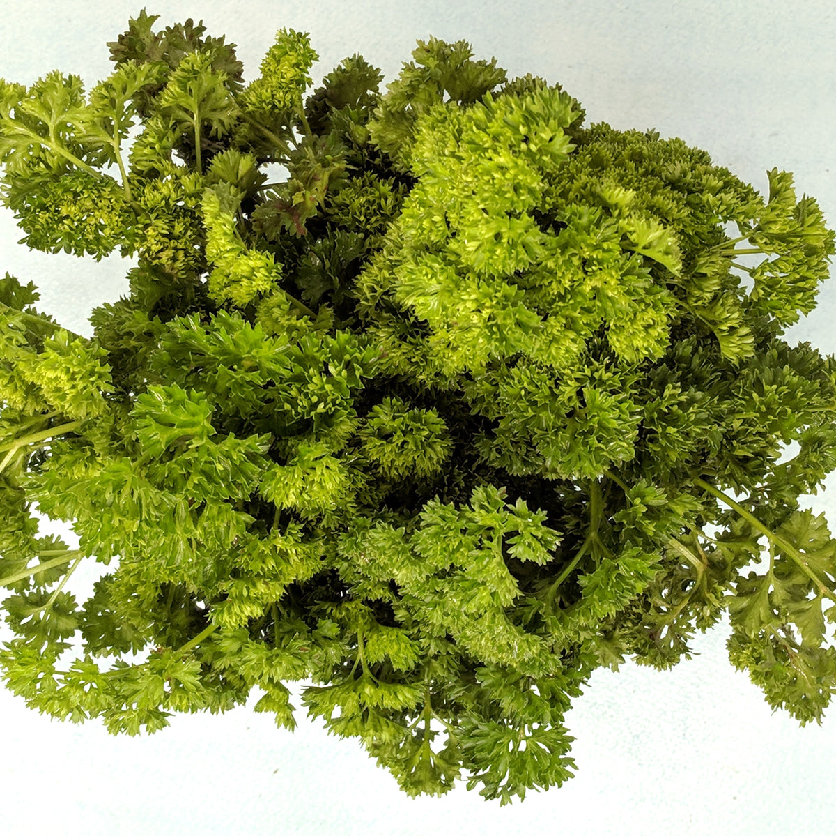 Fresh Moss Curled Parsley seedlings from Hudson Valley Seed Co., vibrant green herb plants ready for planting.