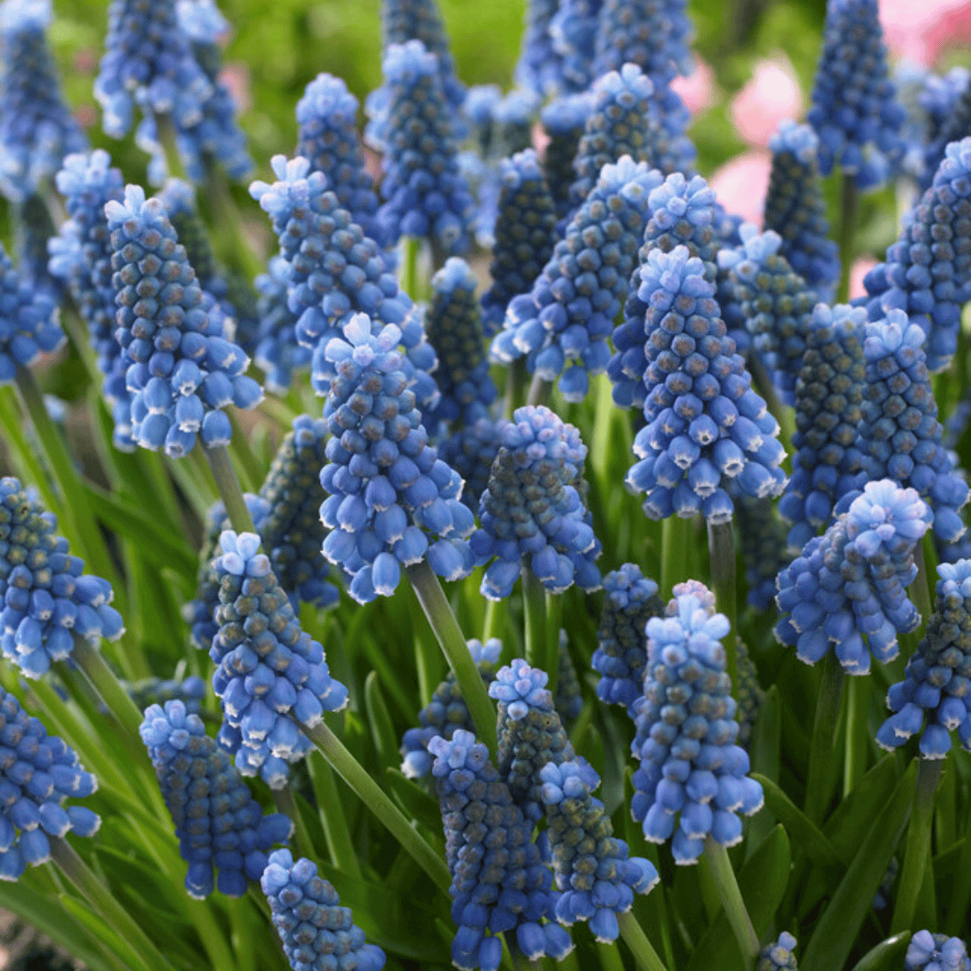Bright blue Muscari aucheri &