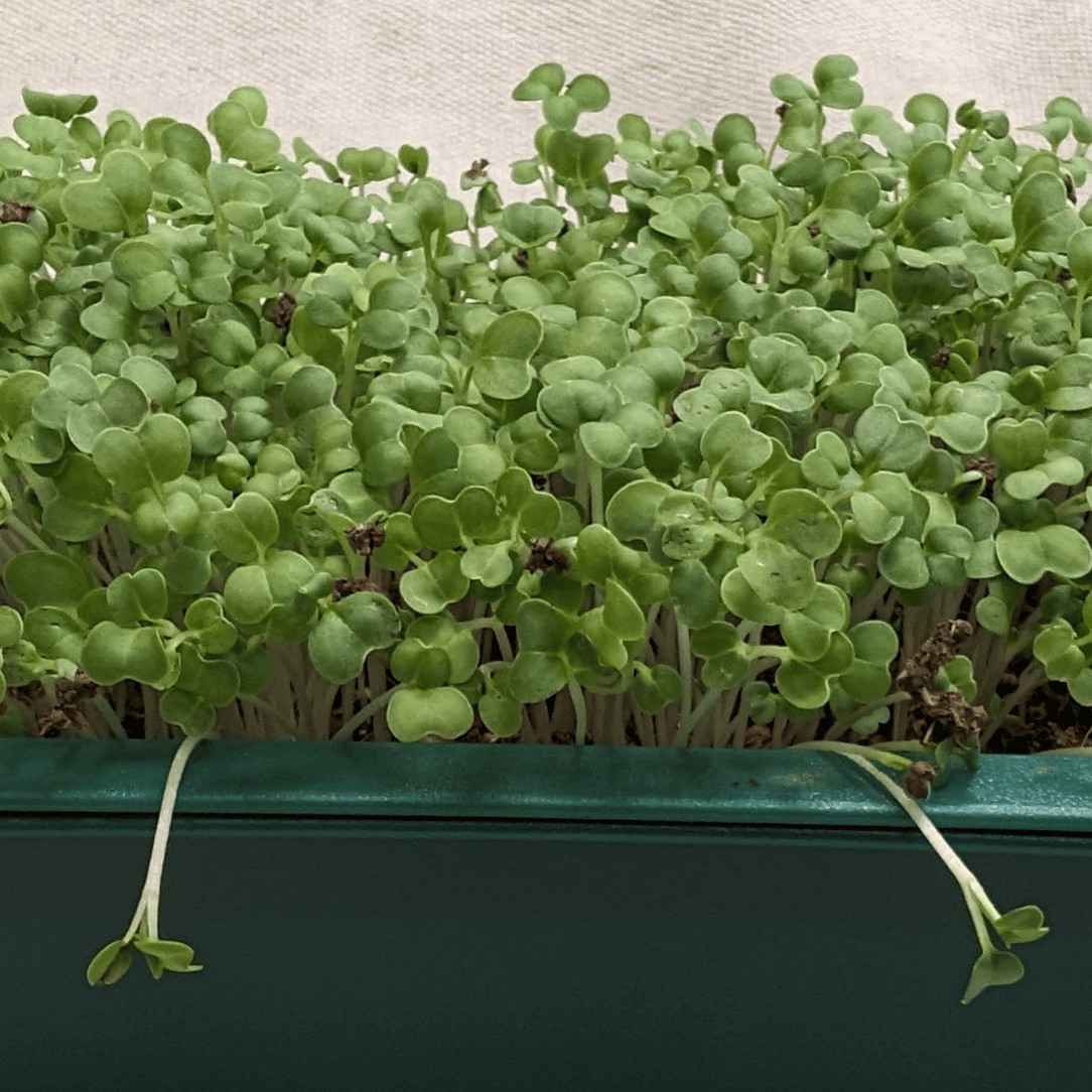 Fresh organic mustard microgreens from Hudson Valley Seed Co., vibrant green vegetables ready for salads and garnishes.