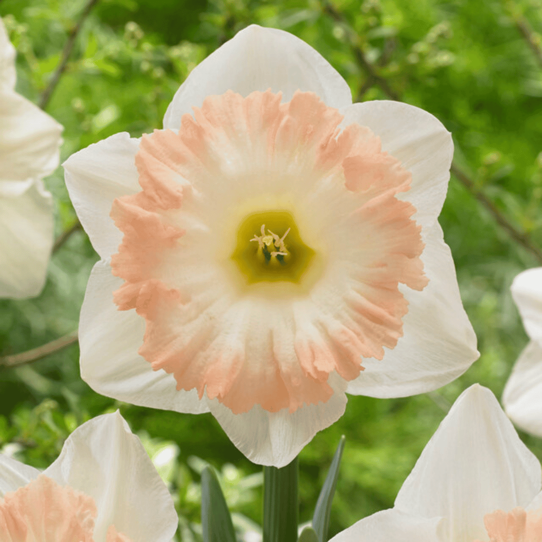 Close-up of Narcissus &