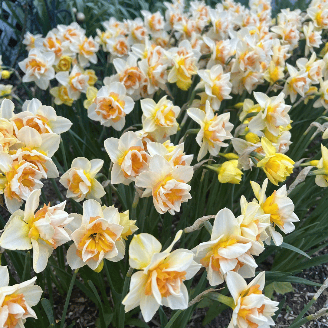 Bright yellow Narcissus &