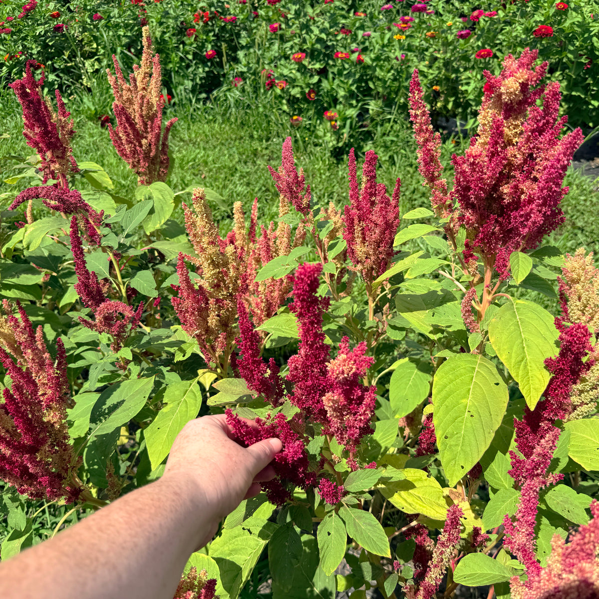 Bright New Mexico Amaranth flowers from Hudson Valley Seed Co., showcasing vibrant, colorful blooms on tall stems.