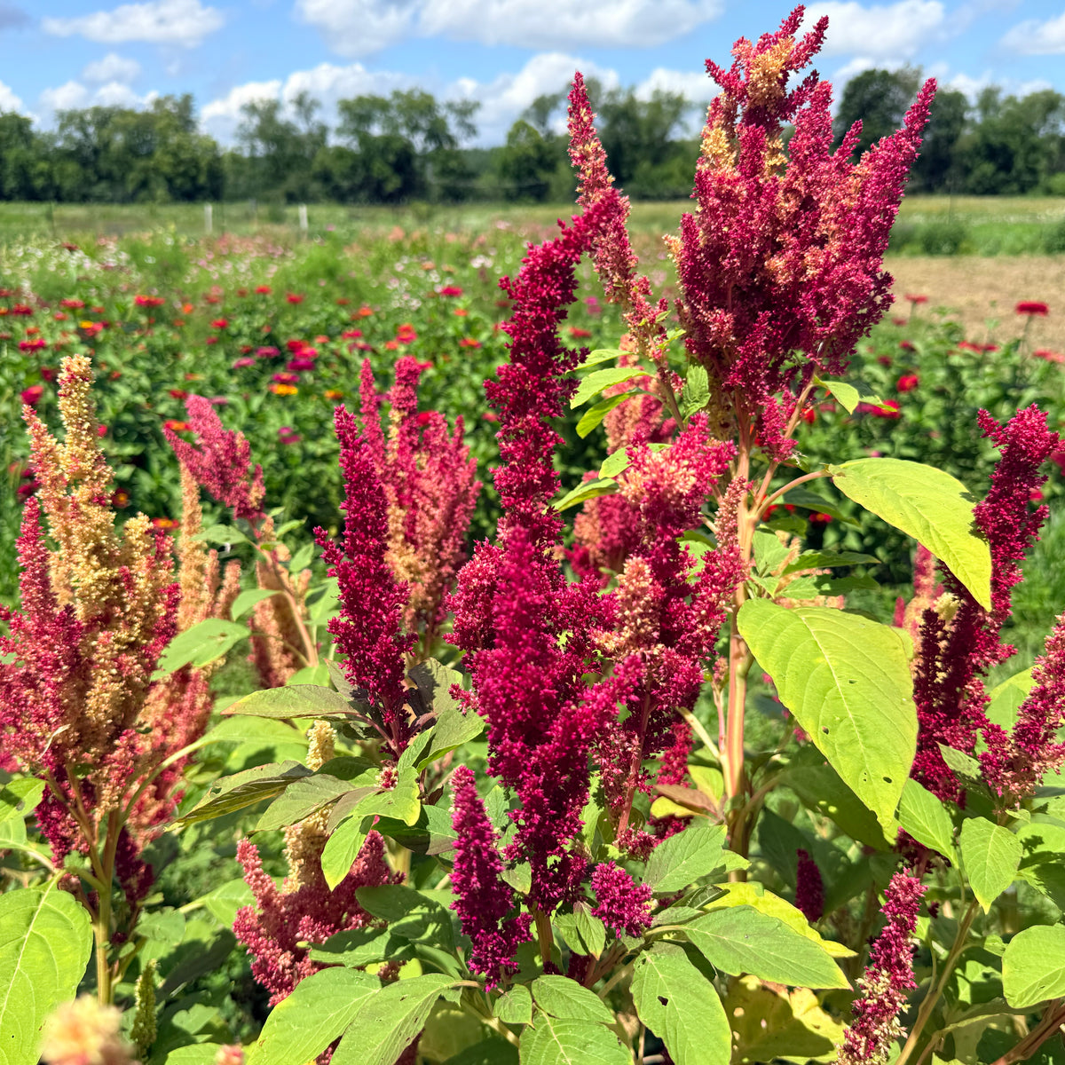 Bright red New Mexico Amaranth flowers from Hudson Valley Seed Co. with tall, vibrant flower spikes and lush green foliage.