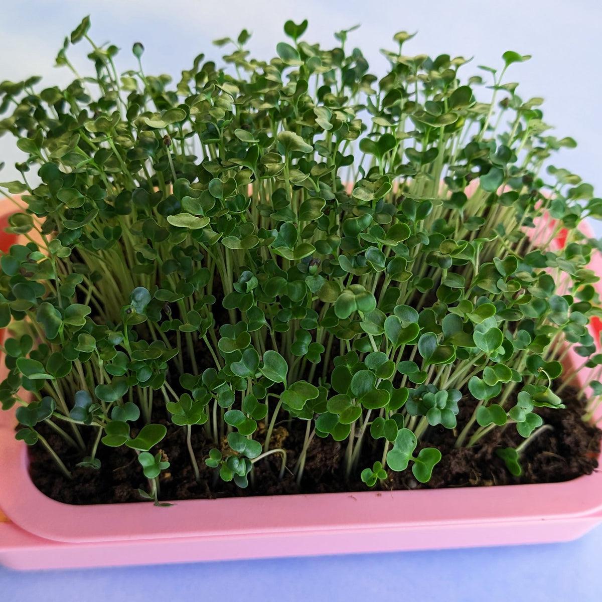 Fresh organic broccoli microgreens from Hudson Valley Seed Co. displayed in a clear container on a wooden surface.