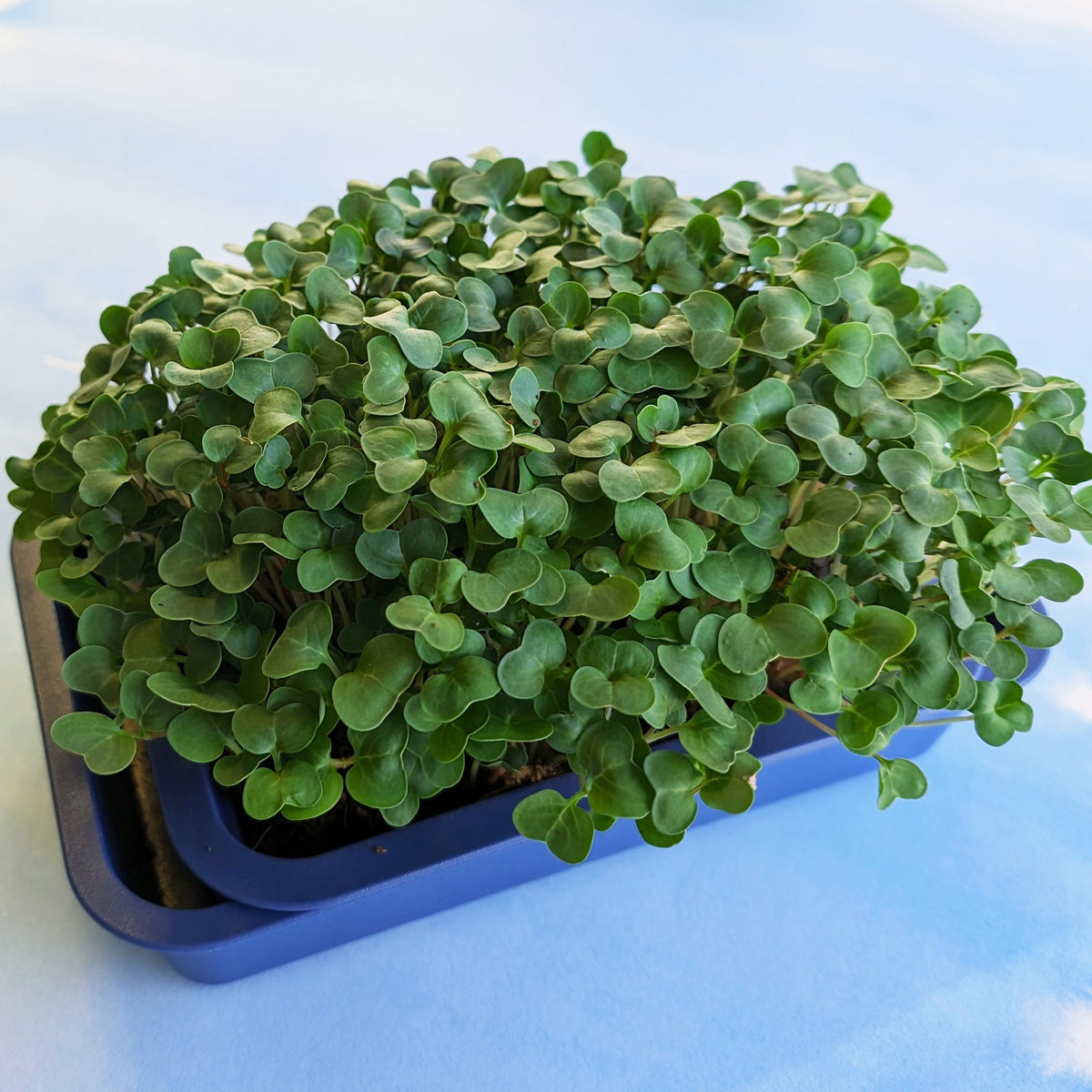 Fresh organic radish microgreens from Hudson Valley Seed Co. displayed in a clear container, showcasing vibrant green and red microgreens.
