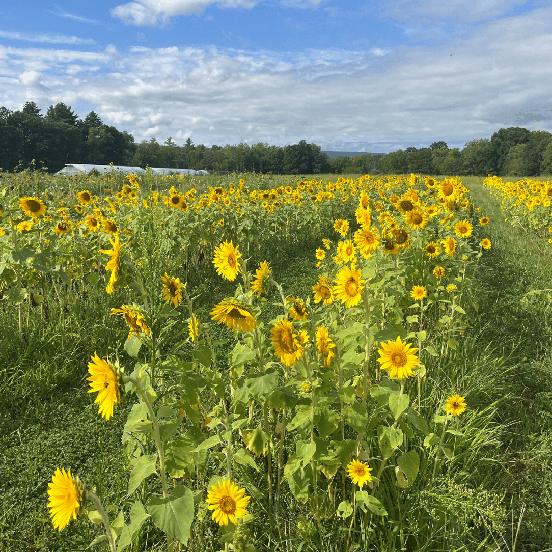 Bright Peredovik sunflower flowers from Hudson Valley Seed Co., showcasing vibrant yellow blooms in a cover crop display.
