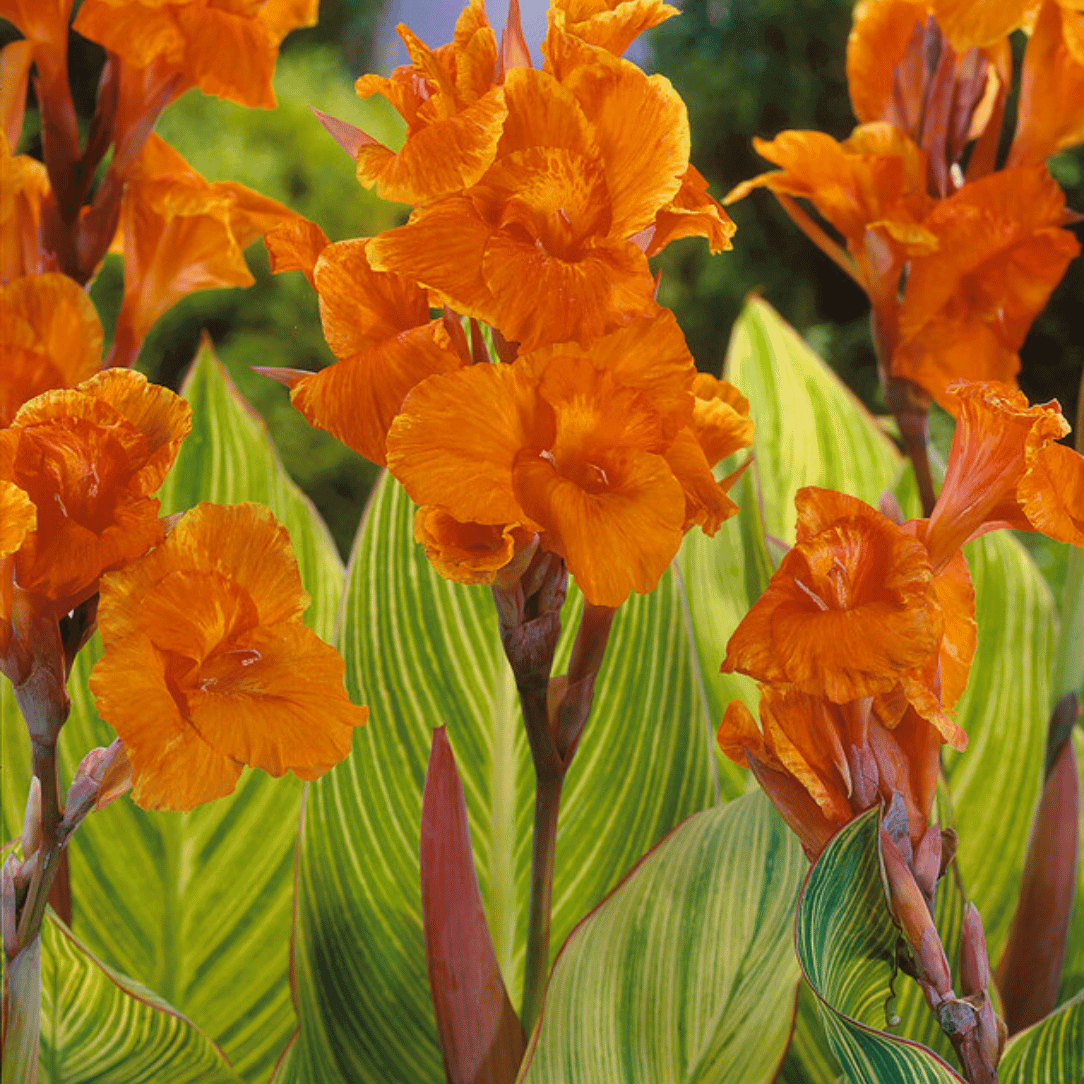 Tall Pretoria Canna flower plant with vibrant orange blooms and lush green foliage, showcased in a garden setting.