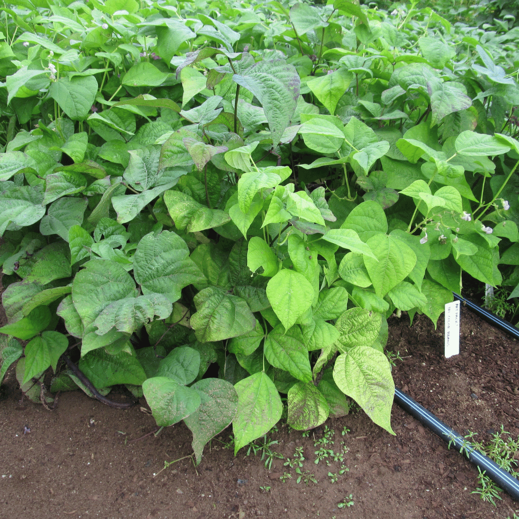 Tri-color bush bean blend of fresh vegetables from Hudson Valley Seed Co. featuring vibrant green, yellow, and purple beans.