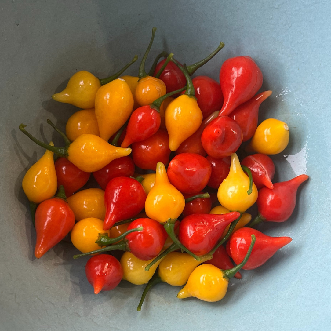 Biquinho Yellow Pepper Seedlings