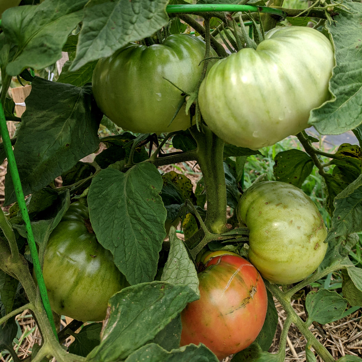 Fresh Prudens Purple Tomato from Hudson Valley Seed Co., showcasing vibrant purple color and ripe, juicy vegetable on the vine.