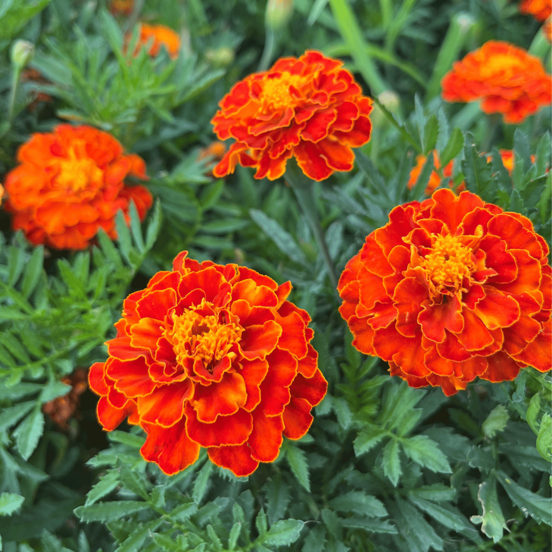 Red Cherry Marigold Seedling