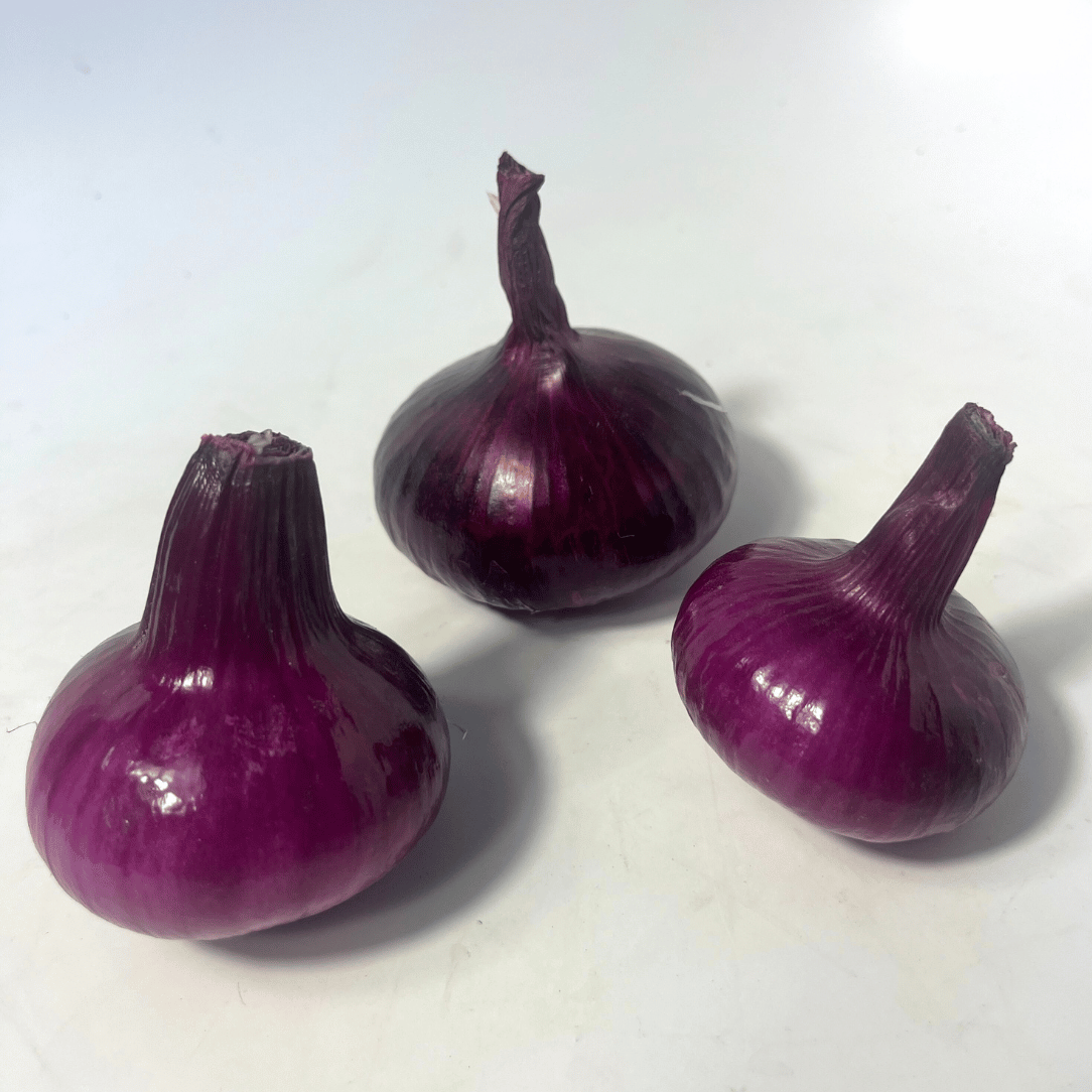 Red Geneva Cipollini Onion Seedling