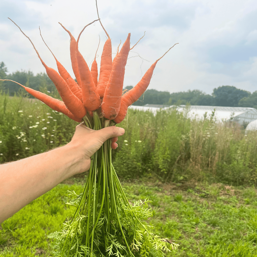 Fresh Shin Kuroda carrot from Hudson Valley Seed Co. showcasing its vibrant orange color and fresh leafy green tops.