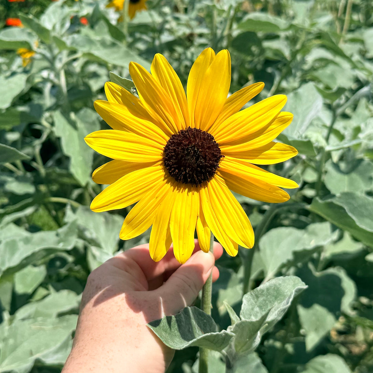 Close-up of a vibrant Silverleaf Sunflower flower from Hudson Valley Seed Co., showcasing yellow petals and green leaves.