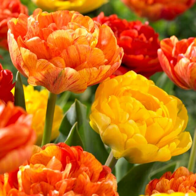 Colorful tulip flowers from Hudson Valley Seed Co.&