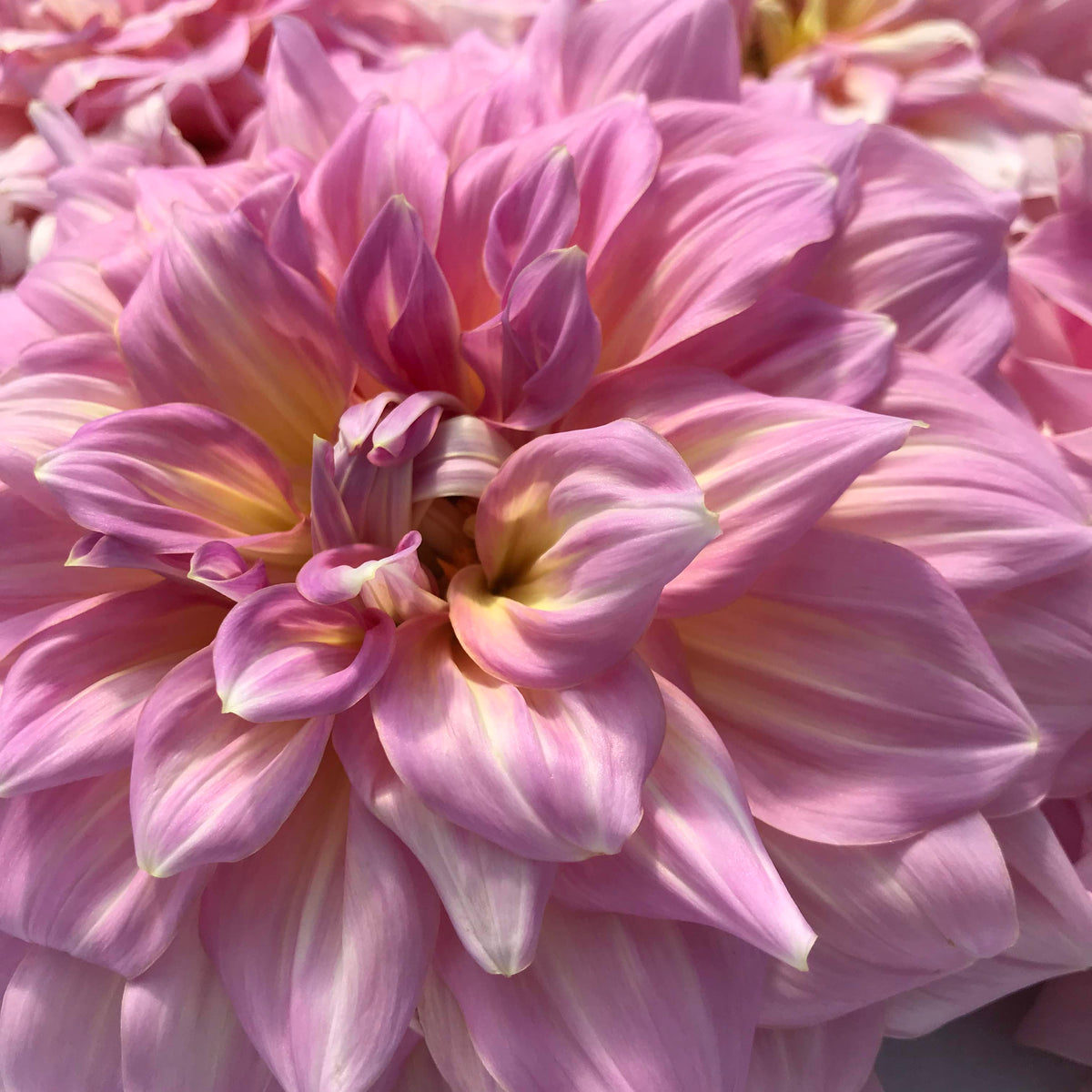 Bright pink strawberry ice dahlia flower tuber from Hudson Valley Seed Co. with layered petals and vibrant color.