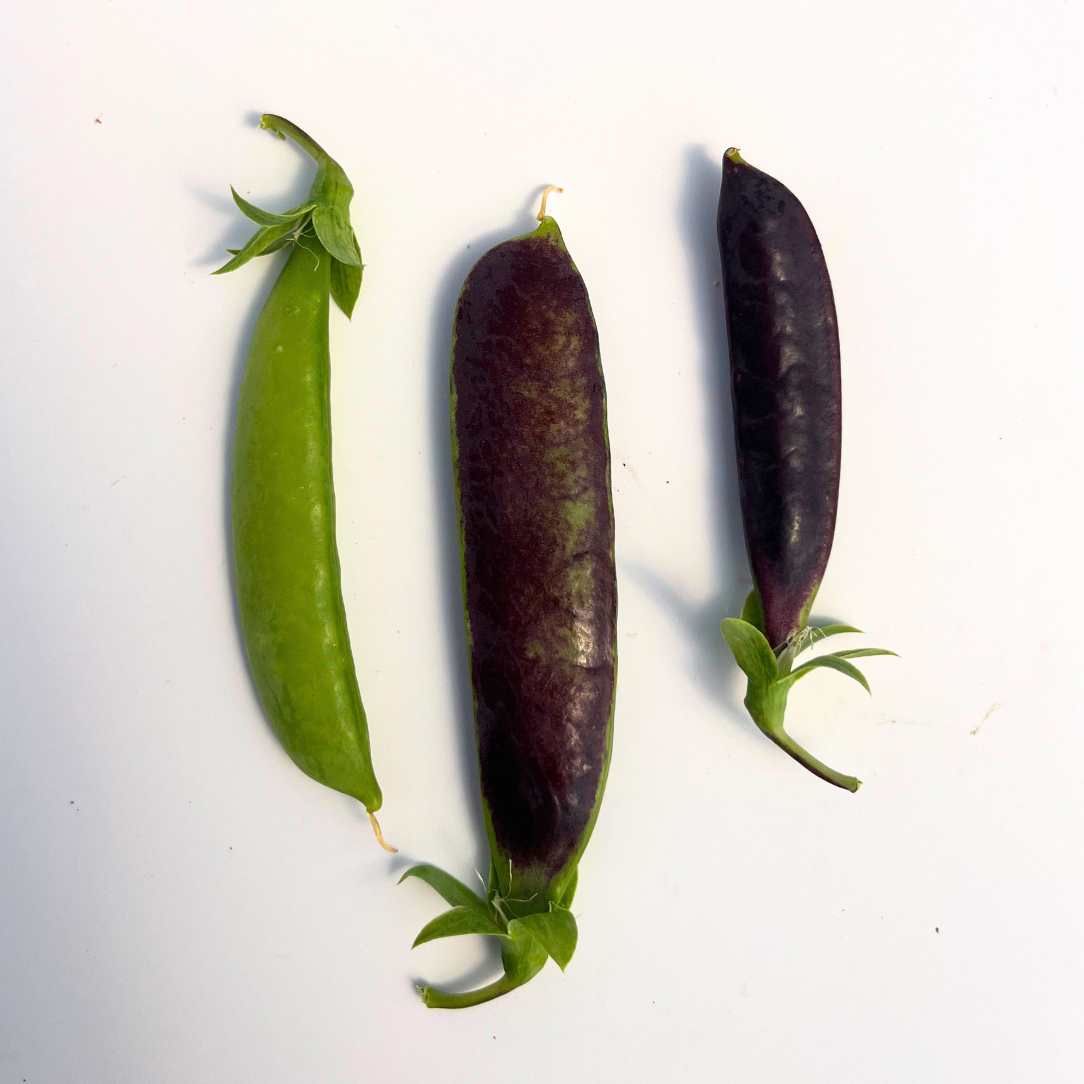 Fresh Sugar Magnolia Snap Peas from Hudson Valley Seed Co., vibrant green vegetables with tender pods and crisp texture.