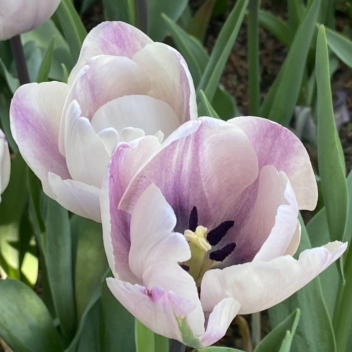 Bouquet of vibrant tulip &