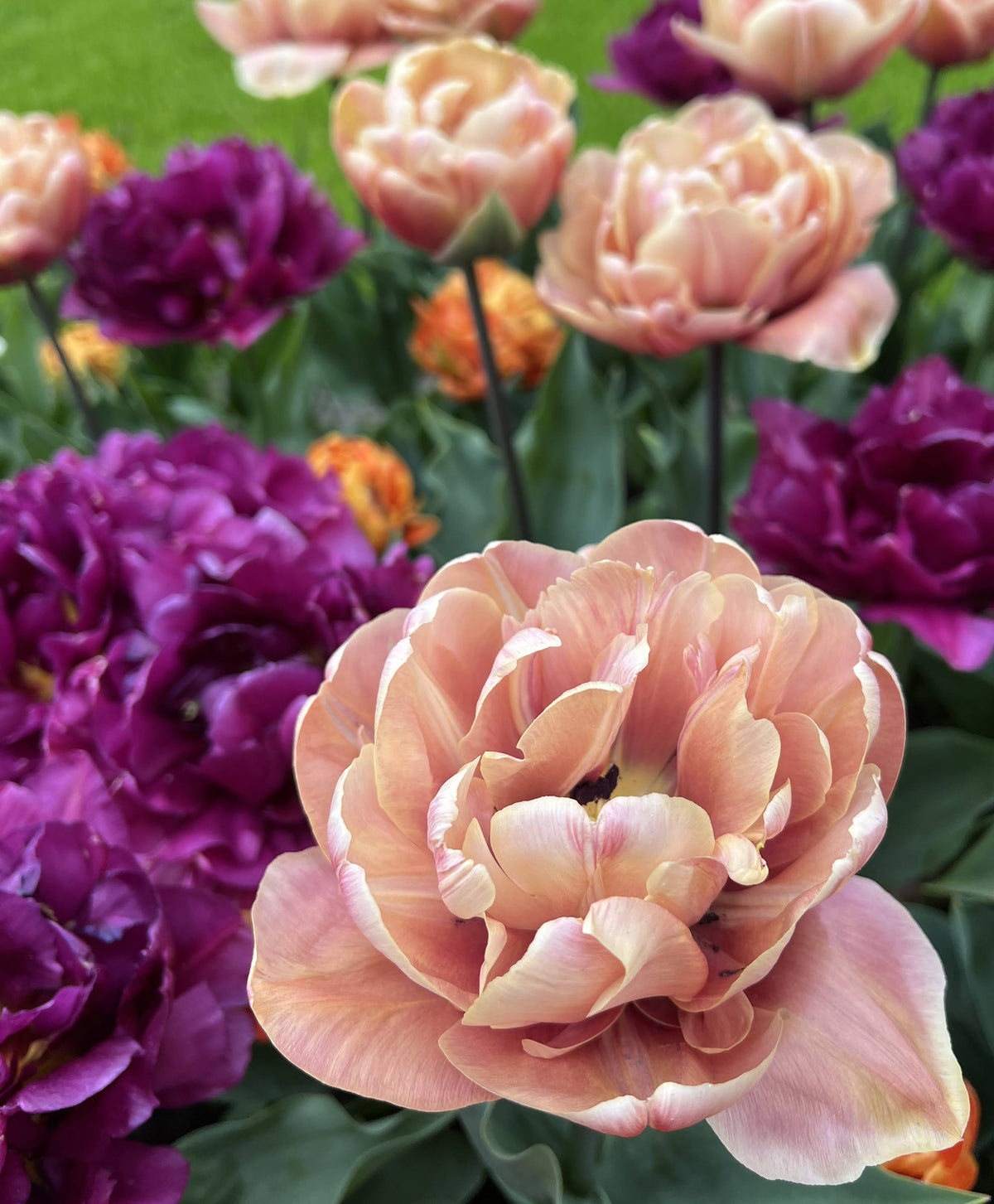 Vivid tulip flower labeled &