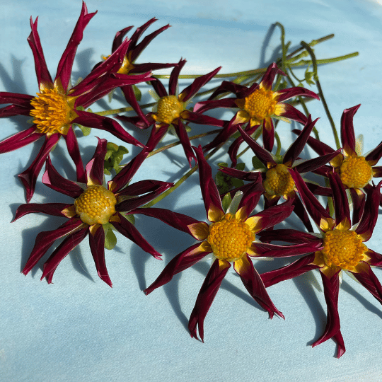 Bright Tahoma Moonshot Dahlia tuber from Hudson Valley Seed Co. with vibrant petals and lush green foliage.