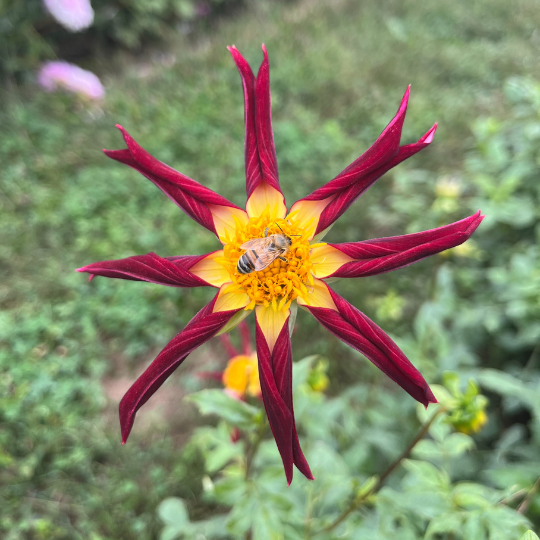 Bright Tahoma Moonshot Dahlia flower tuber from Hudson Valley Seed Co., showcasing vibrant petals and lush green foliage.