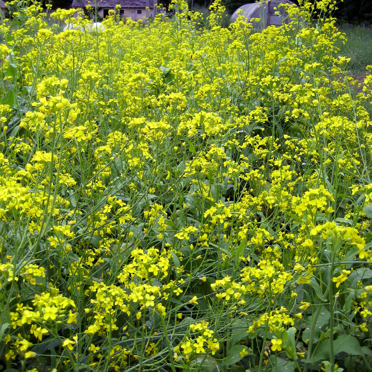 Fresh Tendergreen Komatsuna leafy greens from Hudson Valley Seed Co., vibrant green vegetables for salads and cooking.