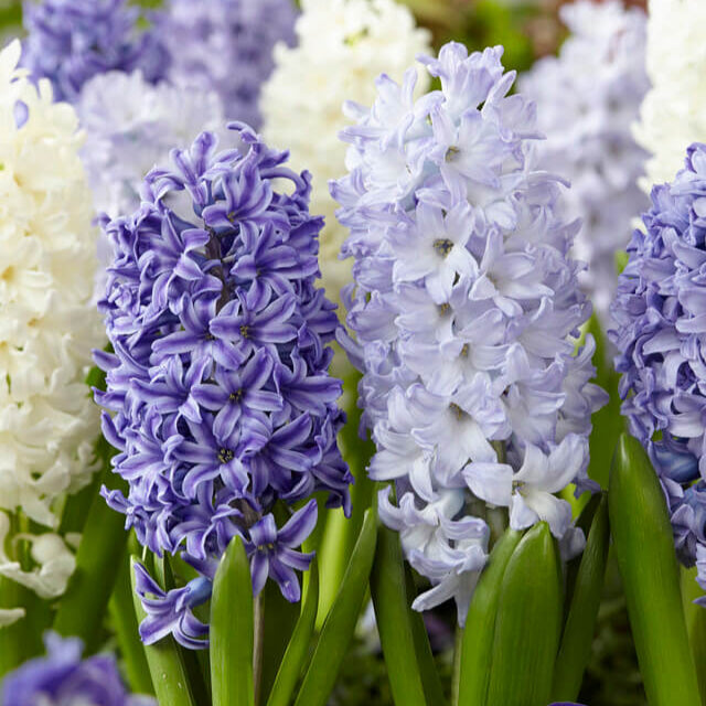 Mixed Hyacinthus Orientalis &