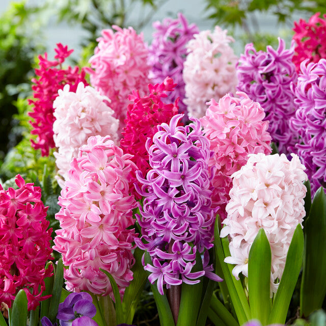 Close-up of Hyacinthus Orientalis &