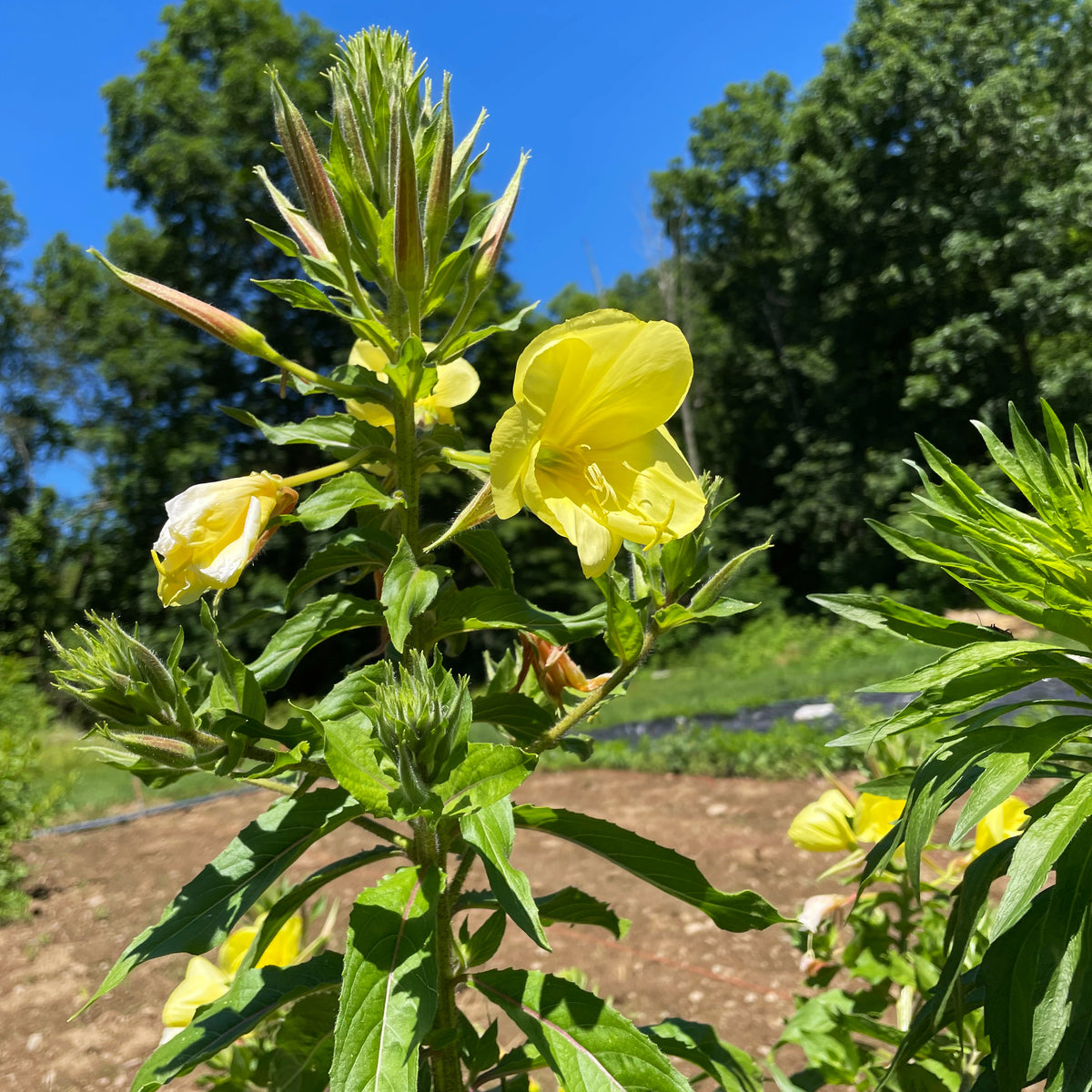 Close-up of vibrant Evening Primrose flowers by Tina James, showcasing yellow petals and green foliage from Hudson Valley Seed Co.