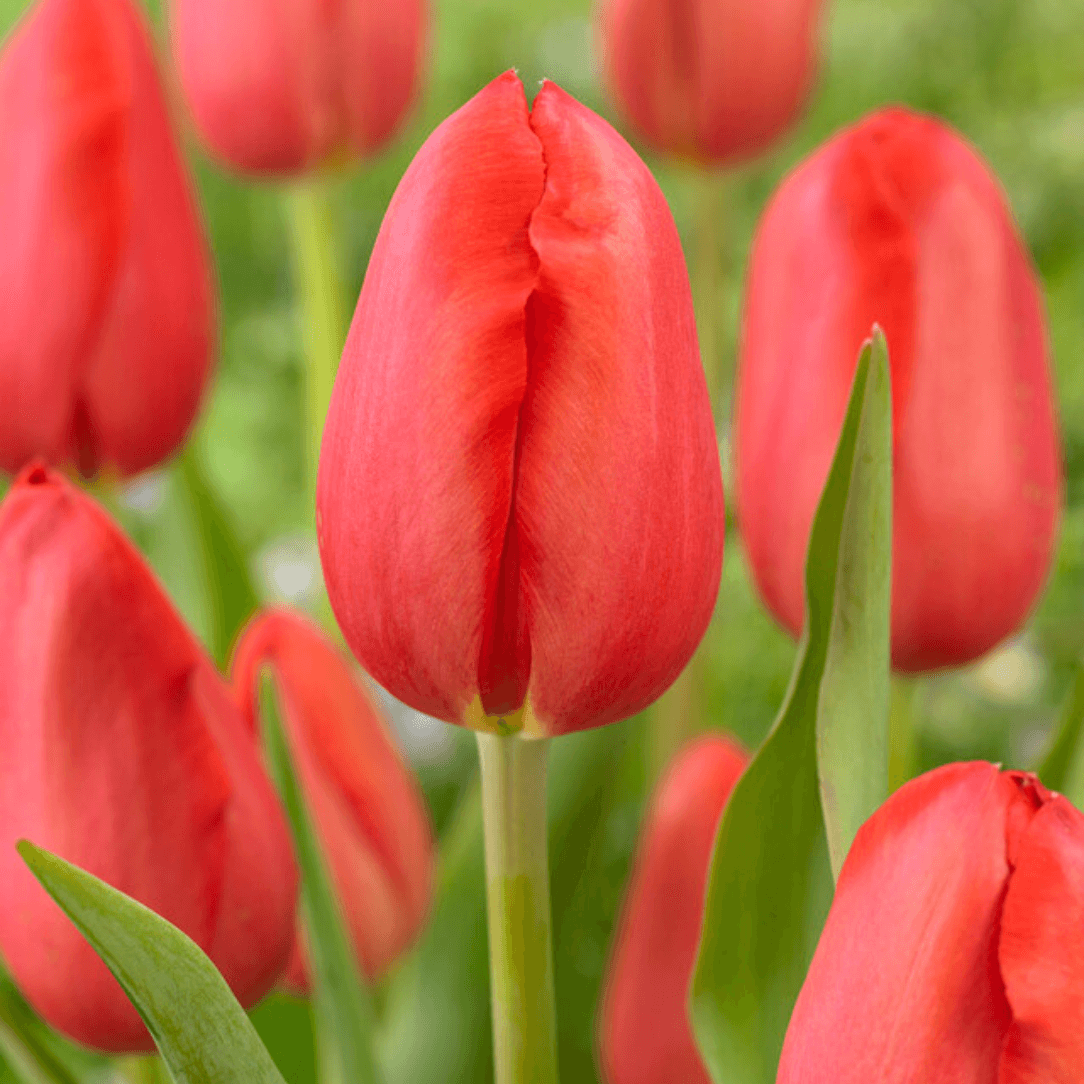 Bright red Tulip &