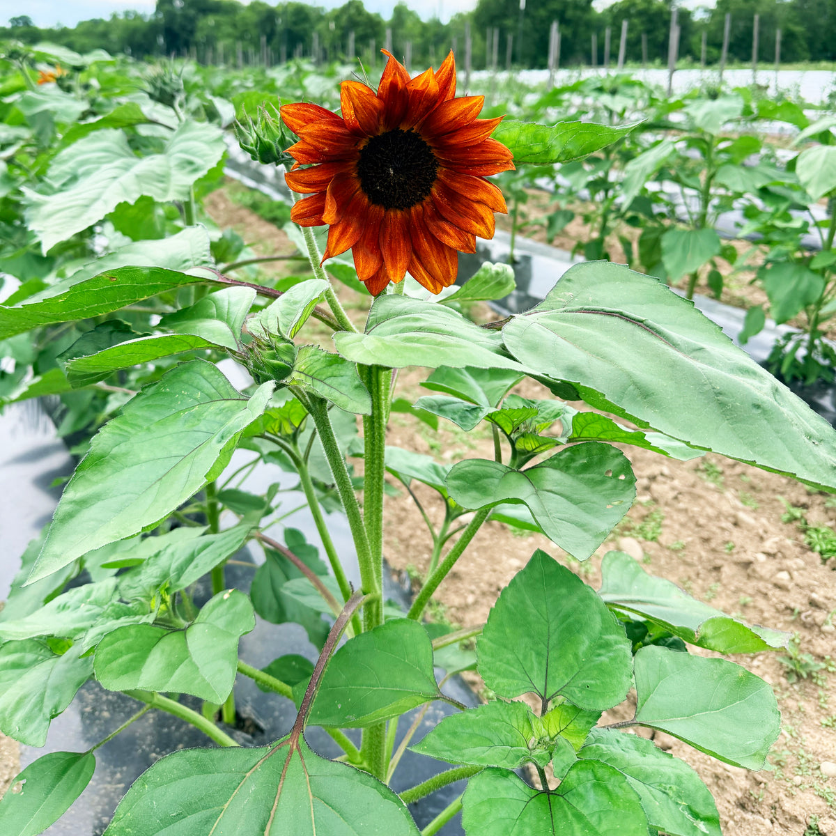 Close-up of a Velvet Queen Sunflower flower, showcasing large, velvety petals and vibrant yellow color from Hudson Valley Seed Co.