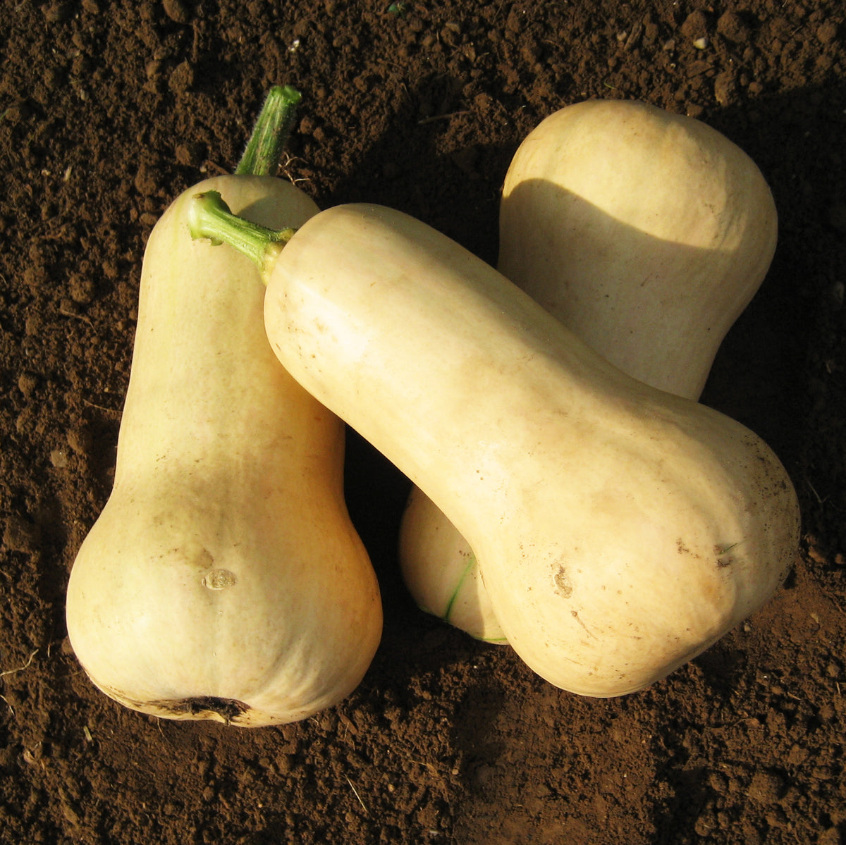 Waltham butternut squash from Hudson Valley Seed Co., fresh vegetables with smooth, tan skin and a bulbous shape.