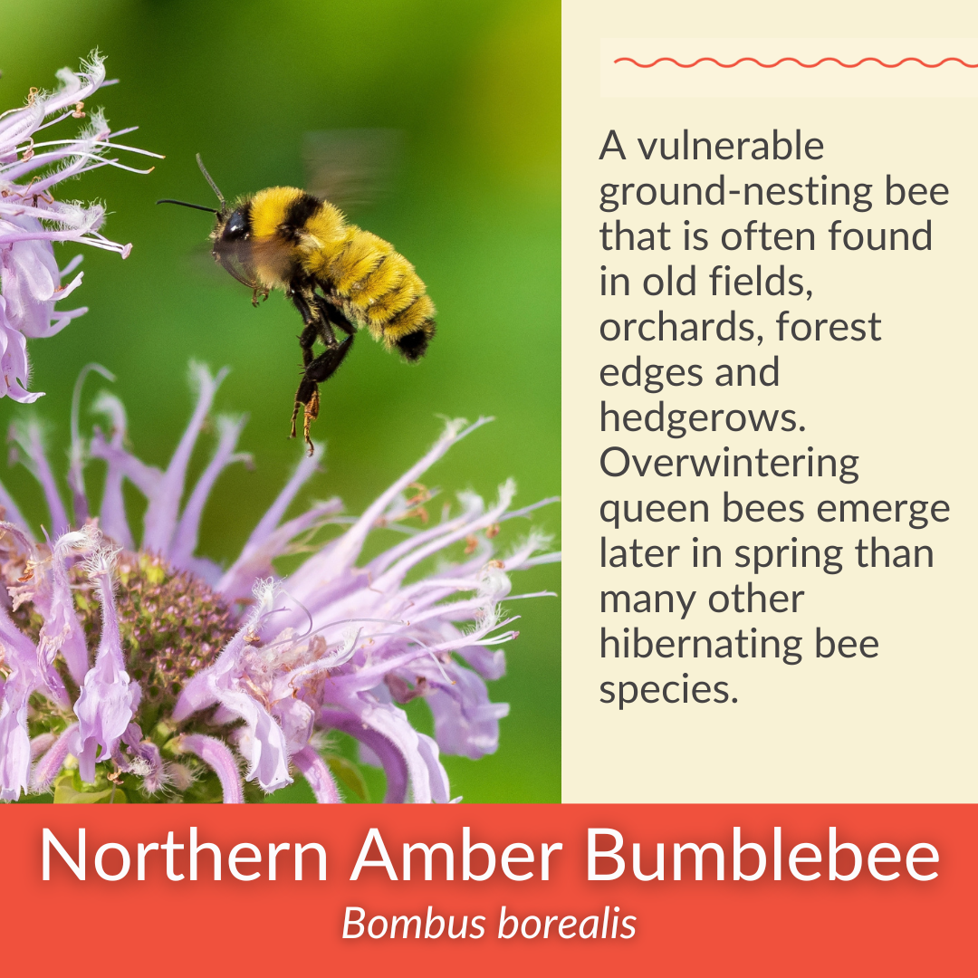 Wild Bergamot flowers by Hudson Valley Seed Co., featuring a Northern Amber Bumblebee pollinating vibrant purple blooms.