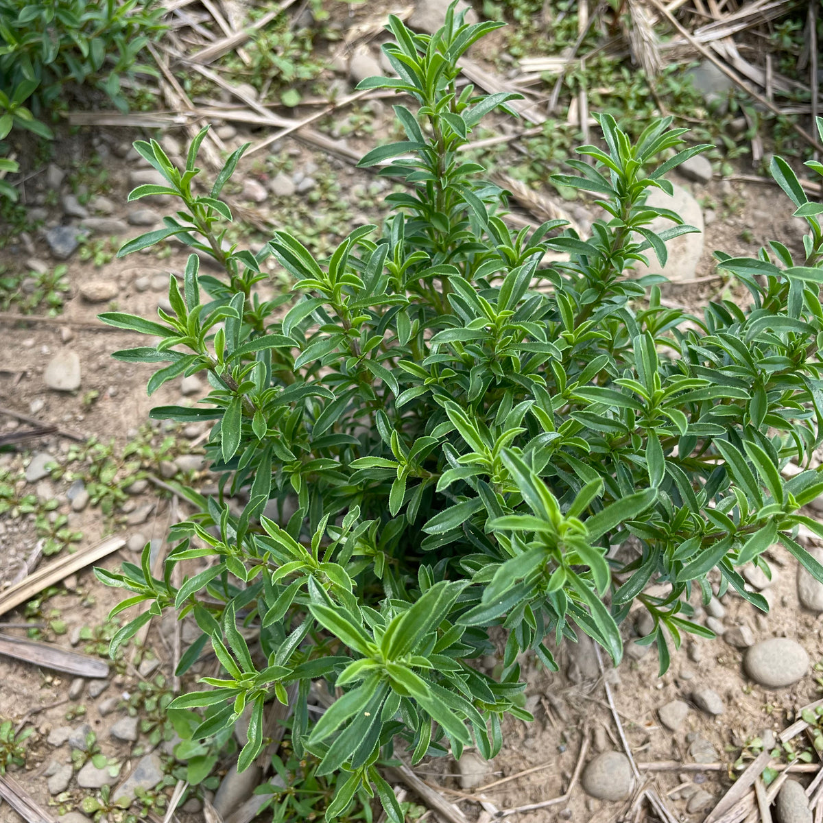 Winter savory herb seedlings from Hudson Valley Seed Co. with green, healthy young plants ready for planting.