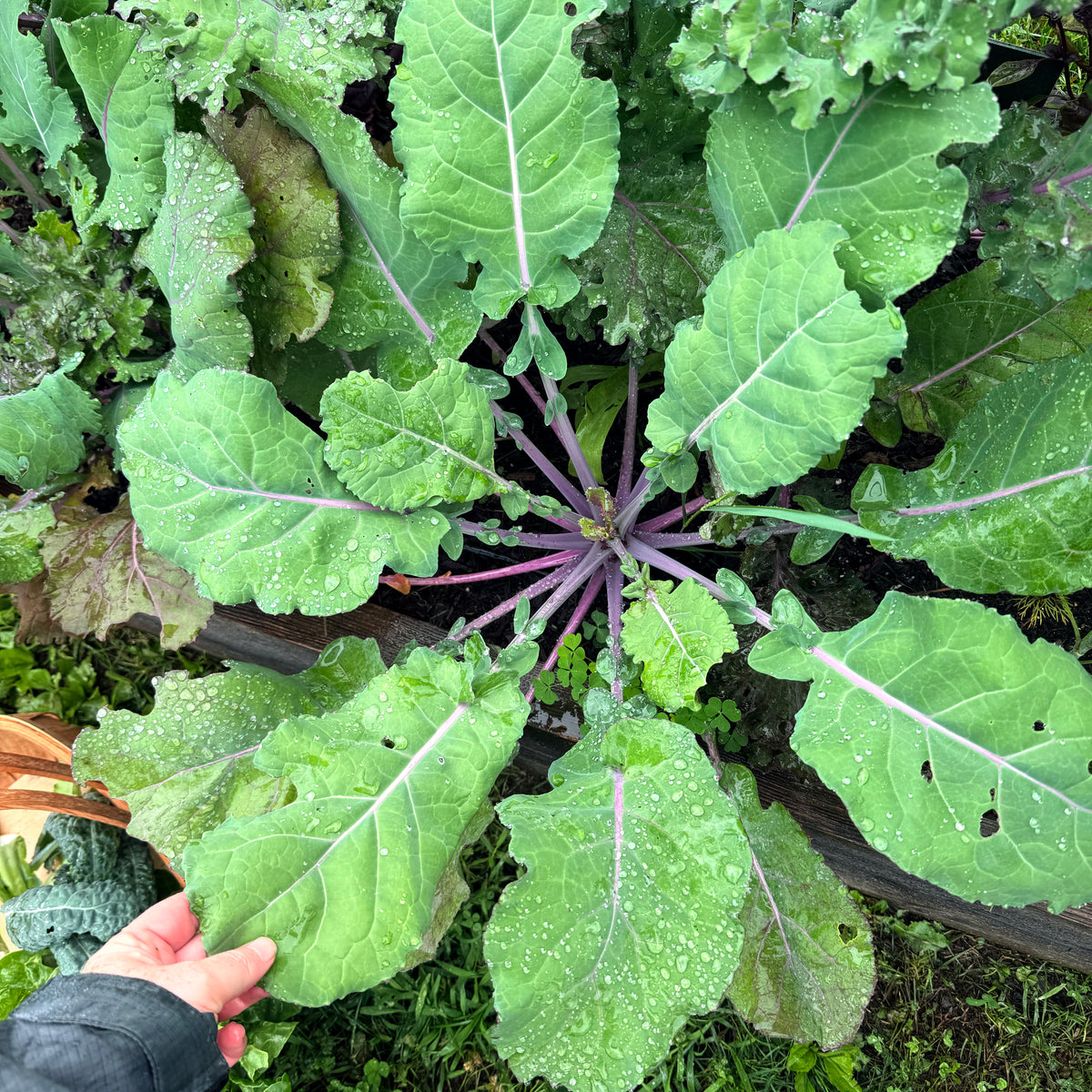 Fresh All Stars Kale vegetable from Hudson Valley Seed Co., vibrant green leaves with textured surface, ready for harvest.
