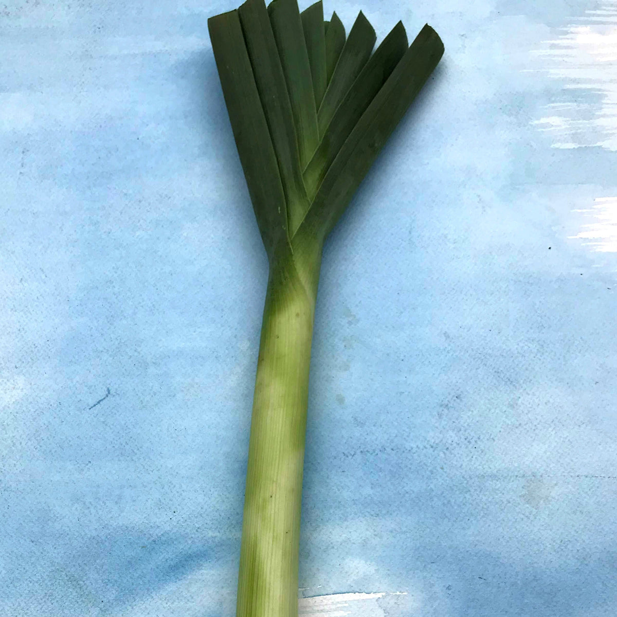 American Flag Leek from Hudson Valley Seed Co., fresh vegetable with vibrant green and white stalks, featuring a distinctive flag-like appearance.