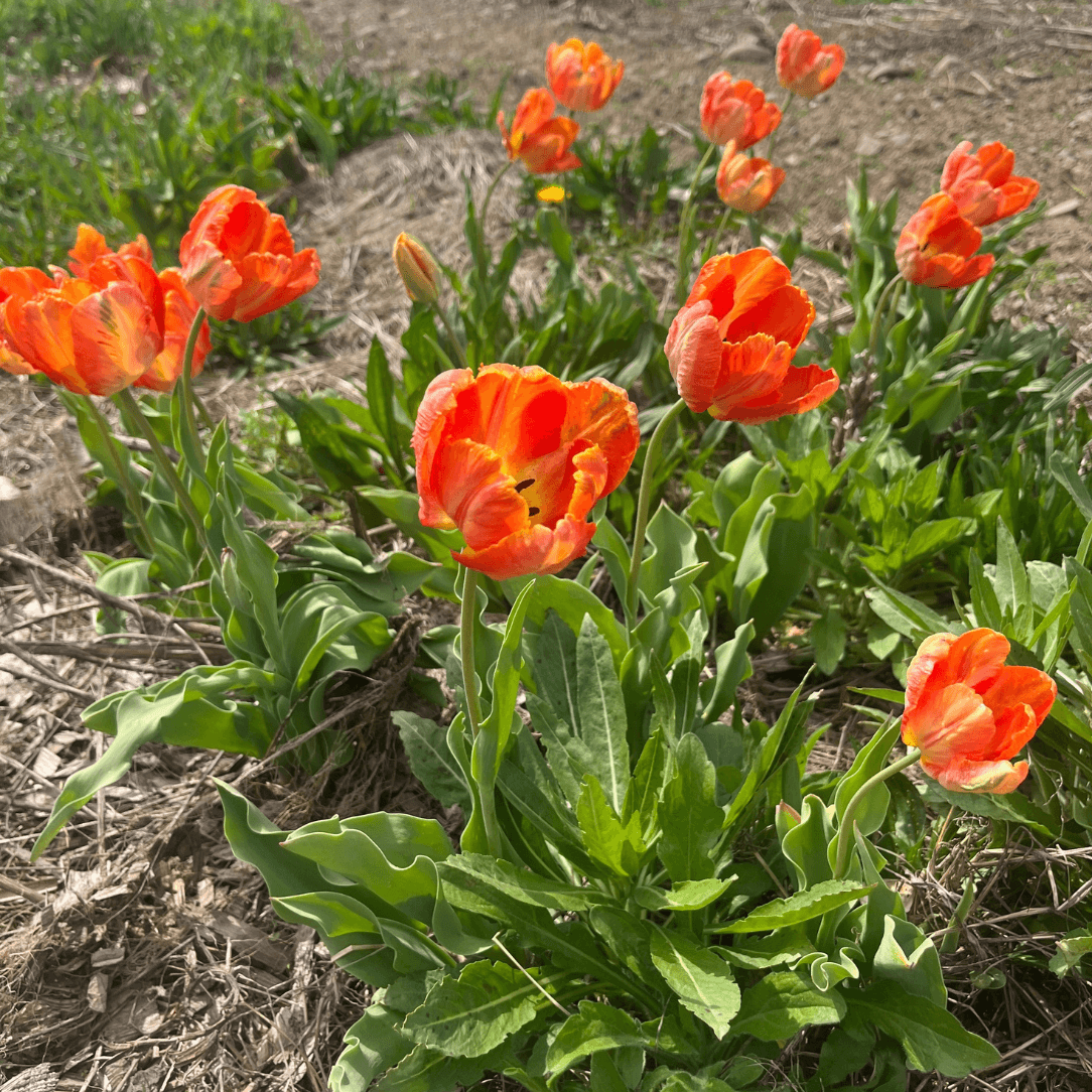 Bright tulip flower in vibrant shades of red and yellow, showcasing the Tulip &