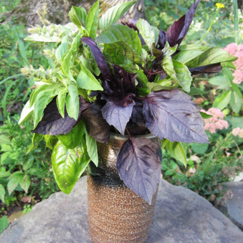 Fresh basil bouquet from Hudson Valley Seed Co., showcasing vibrant green basil herbs with lush leaves.