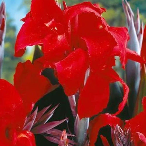 Black Knight Canna flowers with dark, vibrant petals and lush green foliage, showcasing a striking ornamental plant.