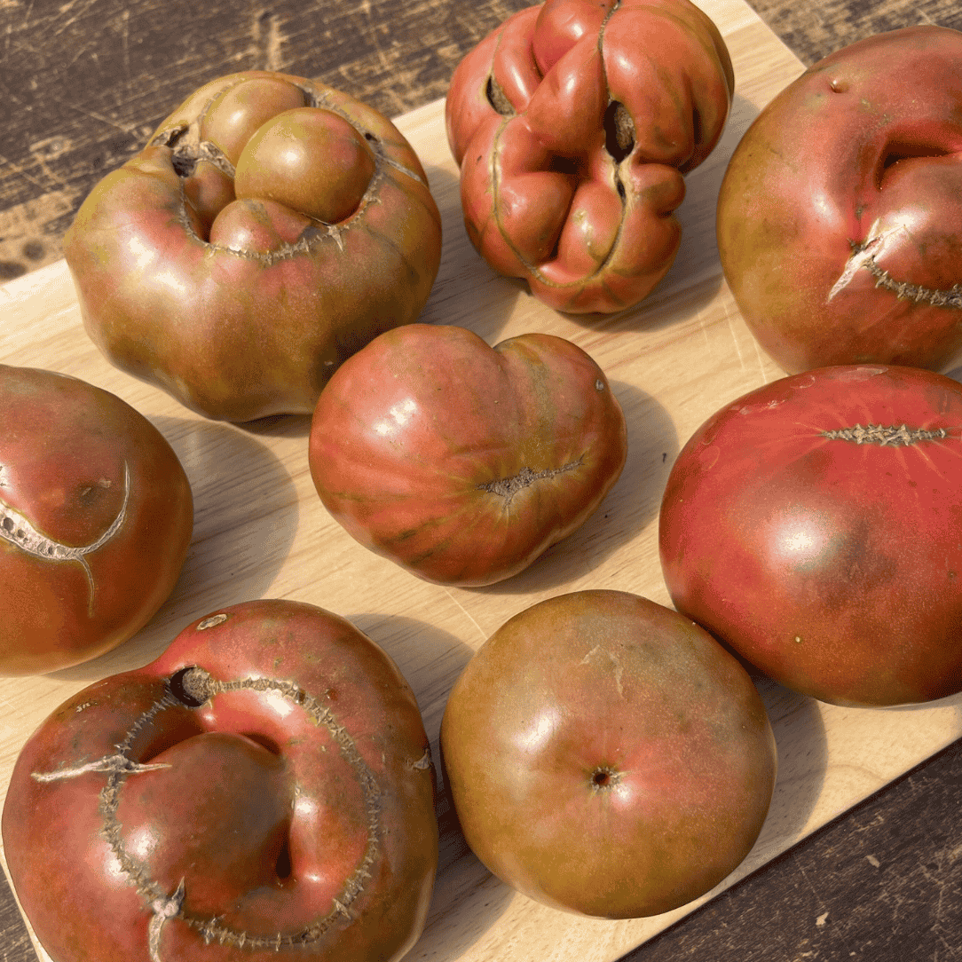Black Krim tomato from Hudson Valley Seed Co., showing ripe, dark purple-black heirloom vegetables with green stems.
