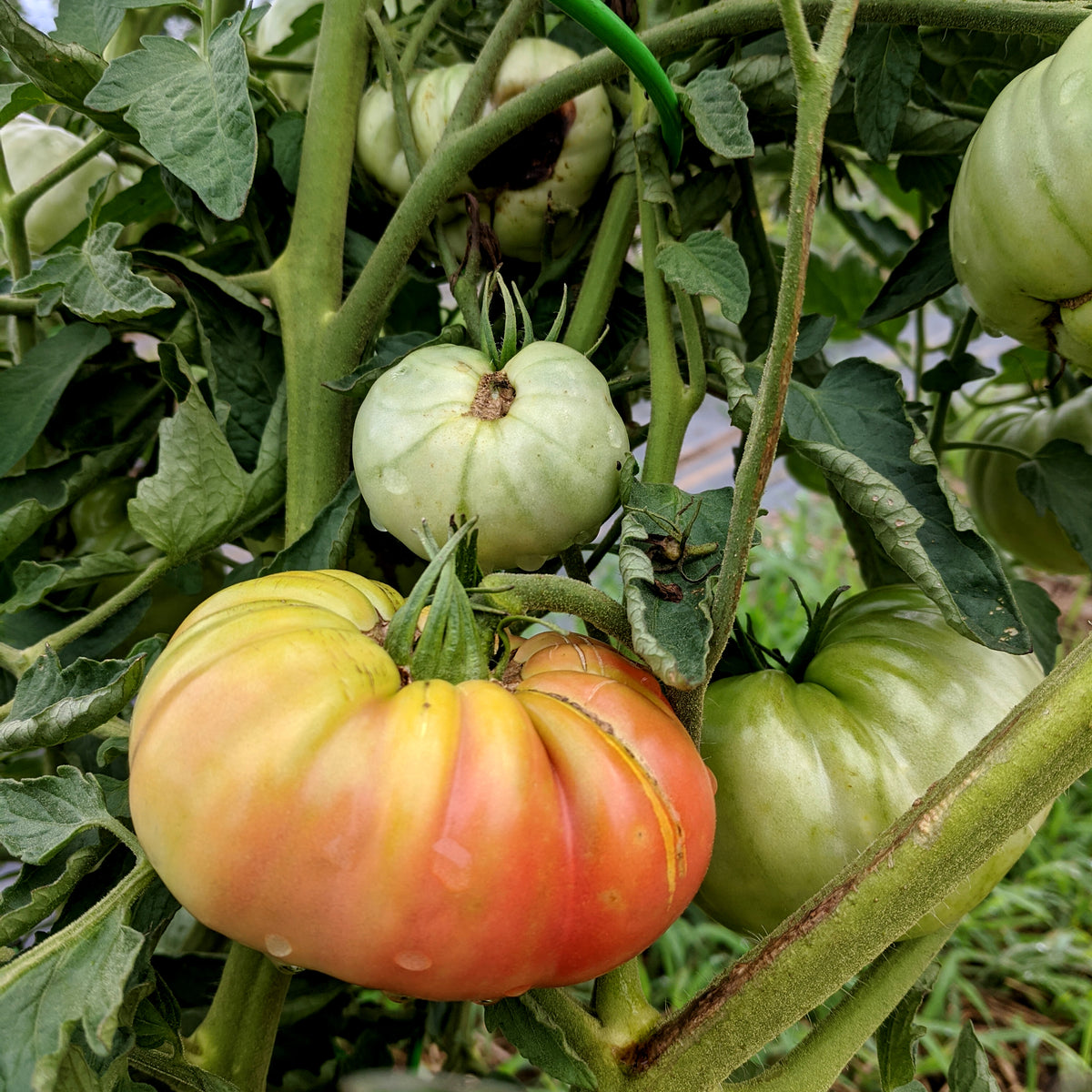 Ripe Black Krim tomato from Hudson Valley Seed Co., showcasing dark purple and red heirloom vegetable on the vine.