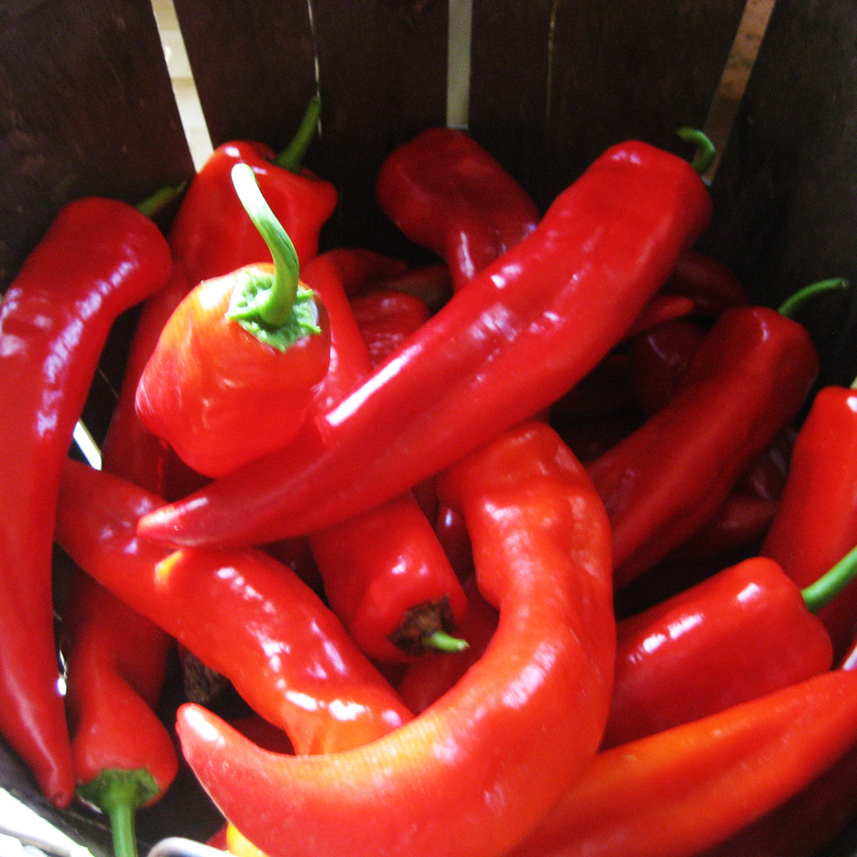 Bright red Bridge to Paris Pepper vegetable from Hudson Valley Seed Co. on a wooden surface, showcasing its vibrant color and fresh appearance.
