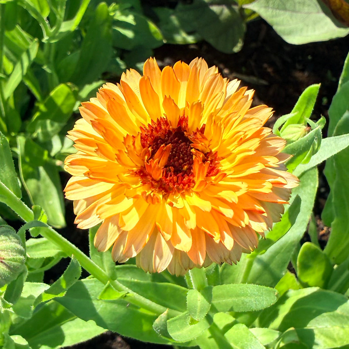 Close-up of vibrant orange and yellow calendula flowers from Hudson Valley Seed Co. on a natural background.