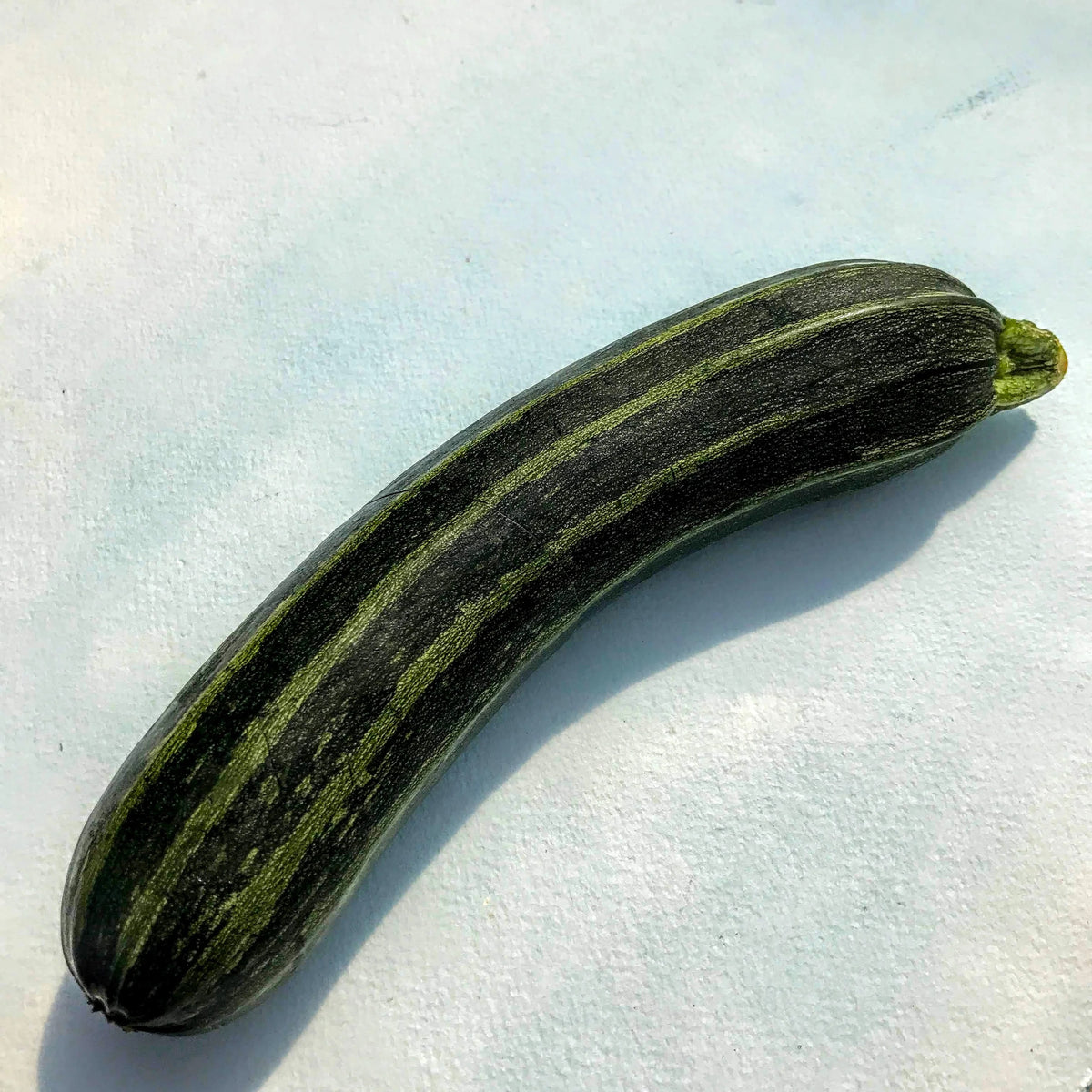 Cocozelle zucchini seedlings from Hudson Valley Seed Co., vibrant green plants ready for planting in vegetable garden.