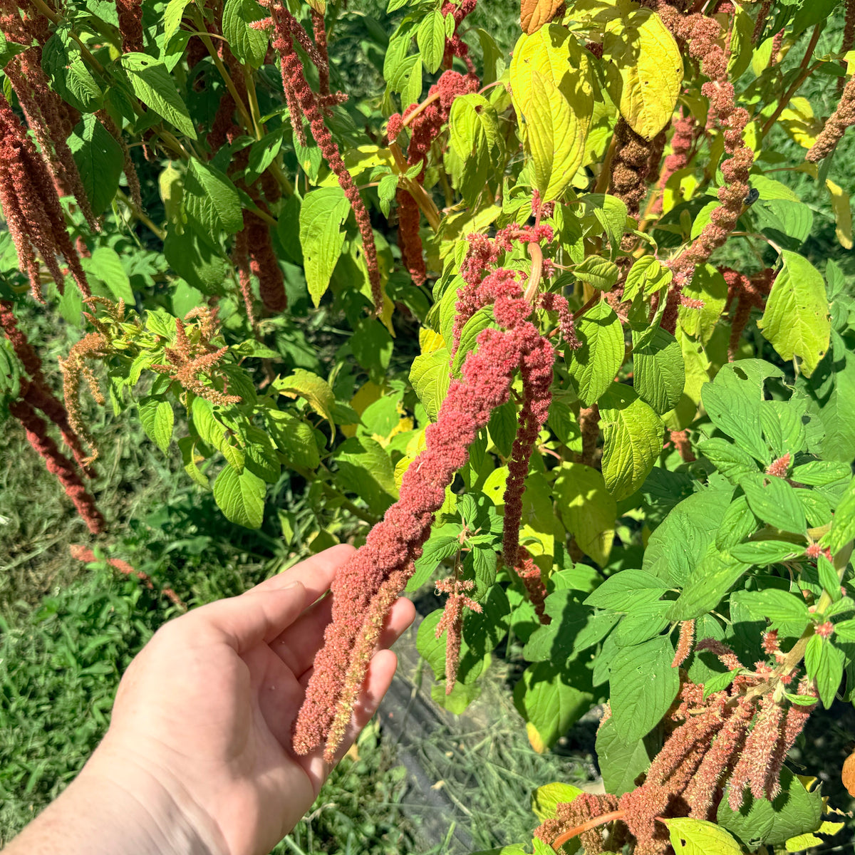 Bright coral Fountain Amaranth flowers from Hudson Valley Seed Co., showing vibrant, cascading blooms with lush green foliage.